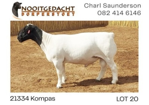 1X DORPER T5 RAM NOOITGEDACHT DORPERSTOET