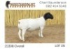1X DORPER T5 RAM NOOITGEDACHT DORPERSTOET