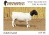 1X DORPER T5 RAM NOOITGEDACHT DORPERSTOET - 2