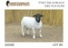 1X DORPER RAM NOOITGEDACHT DORPERSTOET