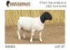 1X DORPER T5 RAM NOOITGEDACHT DORPERSTOET