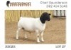 1X DORPER T5 RAM NOOITGEDACHT DORPERSTOET - 2