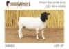 1X DORPER T5 RAM NOOITGEDACHT DORPERSTOET - 3