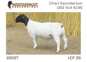 1X DORPER RAM NOOITGEDACHT DORPERSTOET