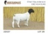 1X DORPER RAM NOOITGEDACHT DORPERSTOET - 2