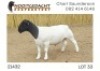 1X DORPER T5 RAM NOOITGEDACHT DORPERSTOET