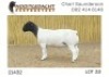 1X DORPER T5 RAM NOOITGEDACHT DORPERSTOET - 2