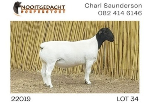 1X DORPER T5 RAM NOOITGEDACHT DORPERSTOET