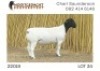1X DORPER T5 RAM NOOITGEDACHT DORPERSTOET