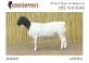 1X DORPER T5 RAM NOOITGEDACHT DORPERSTOET - 2