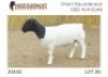1X DORPER T5 RAM NOOITGEDACHT DORPERSTOET - 2