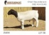 1X DORPER RAM NOOITGEDACHT DORPERSTOET