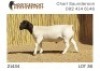 1X DORPER RAM NOOITGEDACHT DORPERSTOET - 2