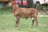 LOT 104 1X MEATMASTER RAM RED RIBBON MEATMASTERS - 3