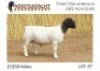 1X DORPER T5 RAM NOOITGEDACHT DORPERSTOET - 2