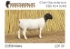 1X DORPER T5 RAM NOOITGEDACHT DORPERSTOET - 3