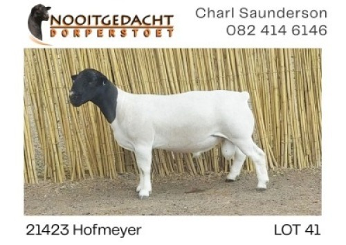 1X DORPER T5 RAM NOOITGEDACHT DORPERSTOET