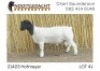 1X DORPER T5 RAM NOOITGEDACHT DORPERSTOET
