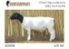 1X DORPER STUD RAM NOOITGEDACHT DORPERSTOET