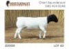 1X DORPER STUD RAM NOOITGEDACHT DORPERSTOET - 2