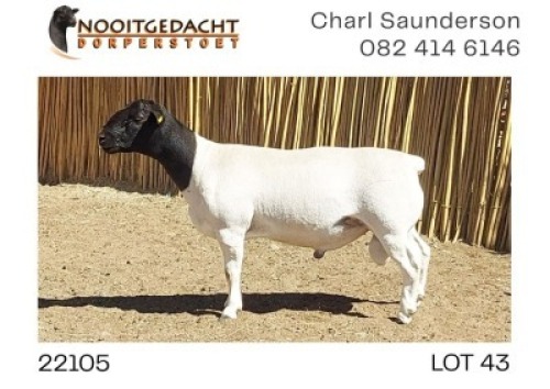 1X DORPER STUD RAM NOOITGEDACHT DORPERSTOET