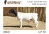 1X DORPER STUD RAM NOOITGEDACHT DORPERSTOET