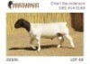 1X DORPER STUD RAM NOOITGEDACHT DORPERSTOET - 2