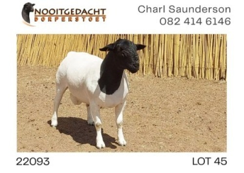 1X DORPER T5 RAM NOOITGEDACHT DORPERSTOET