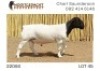 1X DORPER T5 RAM NOOITGEDACHT DORPERSTOET - 2
