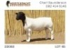 1X DORPER T5 RAM NOOITGEDACHT DORPERSTOET - 3