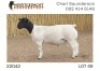 1X DORPER T5 RAM NOOITGEDACHT DORPERSTOET