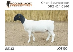 1X DORPER RAM NOOITGEDACHT DORPERSTOET