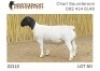 1X DORPER RAM NOOITGEDACHT DORPERSTOET - 2