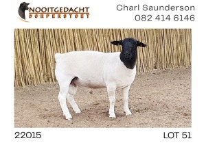 1X DORPER RAM NOOITGEDACHT DORPERSTOET