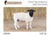 1X DORPER RAM NOOITGEDACHT DORPERSTOET