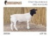 1X DORPER RAM NOOITGEDACHT DORPERSTOET - 2