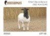 1X DORPER RAM NOOITGEDACHT DORPERSTOET