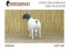 1X DORPER RAM NOOITGEDACHT DORPERSTOET - 3