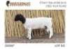 1X DORPER RAM NOOITGEDACHT DORPERSTOET