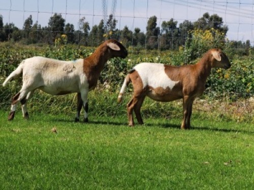 2X OOI/EWE DOUBLE BAR 7 MEATMASTERS (Per stuk om lot te neem/Per Piece to take the lot)