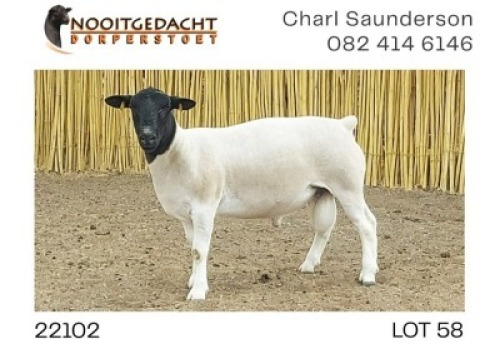 1X DORPER RAM NOOITGEDACHT DORPERSTOET