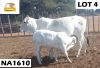 1+1 x GREY BRAHMAN COW + CALF NA1610