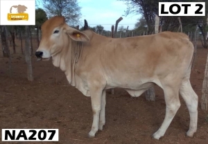 1 x RED BRAHMAN COW NA207