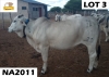 1 x GREY BRAHMAN COW NA 2011