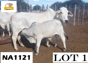 1+1 x GREY BRAHMAN COW NA 1121