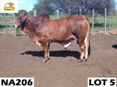 1 x RED BRAHMAN BULL NA206