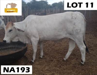 1 x GREY BRAHMAN COW NA193