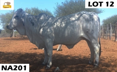 1 x GREY BRAHMAN COW NA201