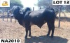 1 x GREY BRAHMAN BULL NA2010