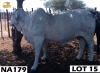 1 x GREY BRAHMAN COW NA179